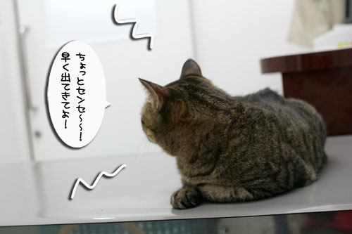 腹をくくれば_d0355333_17014648.jpg