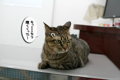 腹をくくれば_d0355333_17014666.jpg