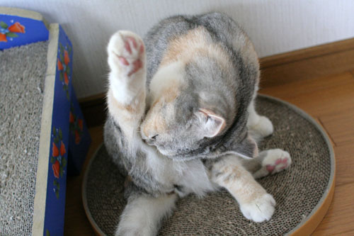 おまたにたまたま_d0355333_17014718.jpg