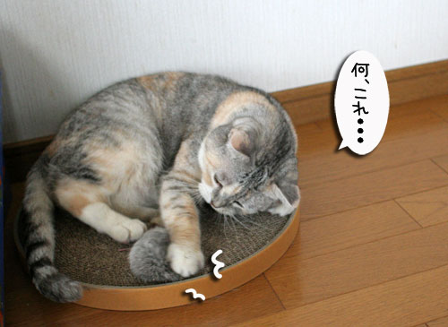 おまたにたまたま_d0355333_17014889.jpg