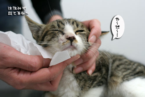 幸せになってほしくて_d0355333_17015867.jpg