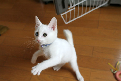 続★クララが!!!_d0355333_17020121.jpg