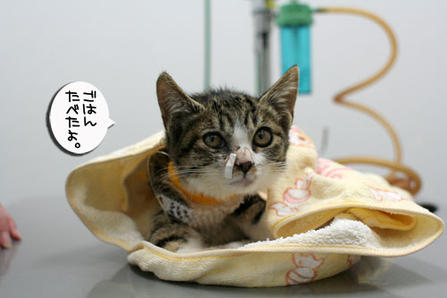 生きる力を!_d0355333_17020516.jpg