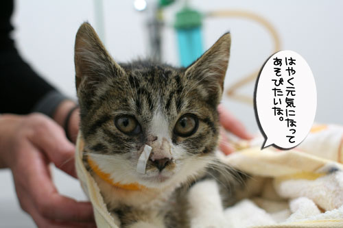 生きる力を!_d0355333_17020627.jpg