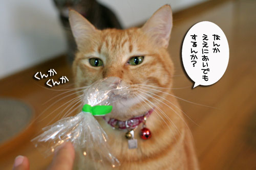 そんなモノになぜ?_d0355333_17020828.jpg