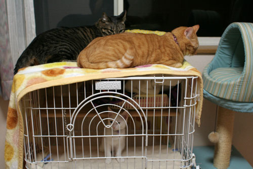 子猫に嫌がらせ_d0355333_17021238.jpg