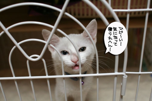子猫に嫌がらせ_d0355333_17021258.jpg