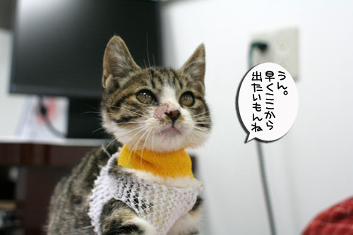 酸素チューブが取れた!_d0355333_17021437.jpg