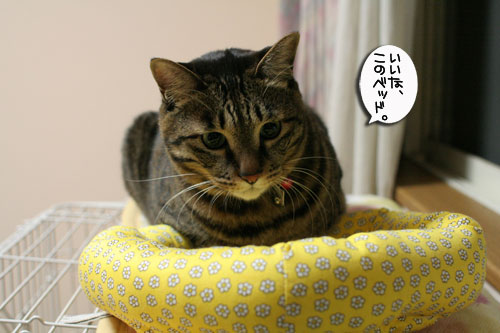 ミニ猫ベッド争奪戦_d0355333_17021449.jpg