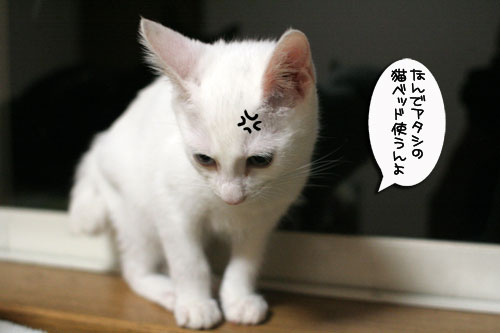ミニ猫ベッド争奪戦_d0355333_17021510.jpg