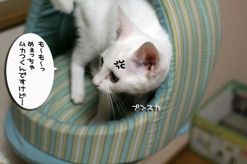 ミニ猫ベッド争奪戦_d0355333_17021542.jpg
