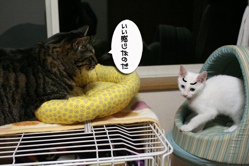 ミニ猫ベッド争奪戦_d0355333_17021581.jpg