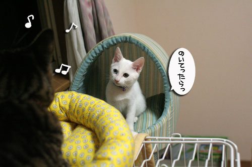ミニ猫ベッド争奪戦_d0355333_17021599.jpg