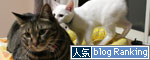 ミニ猫ベッド争奪戦_d0355333_17021610.jpg