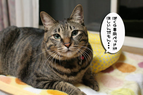 ミニ猫ベッド争奪戦_d0355333_17021661.jpg