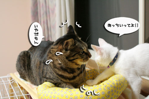 ミニ猫ベッド争奪戦_d0355333_17021663.jpg