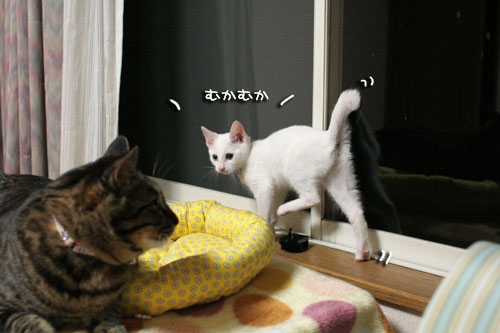 ミニ猫ベッド争奪戦_d0355333_17021666.jpg