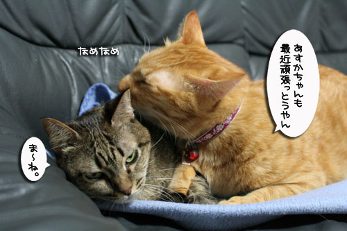 頑張りやさんたち_d0355333_17021727.jpg
