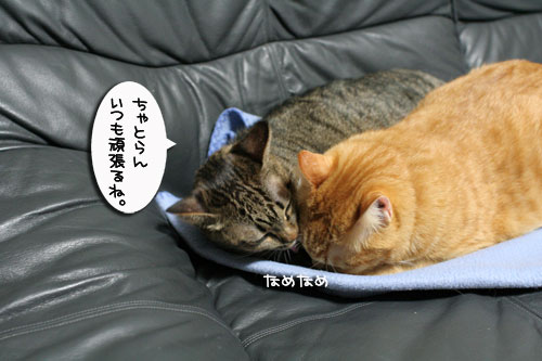 頑張りやさんたち_d0355333_17021730.jpg