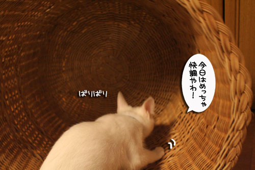 KYな子猫_d0355333_17021874.jpg