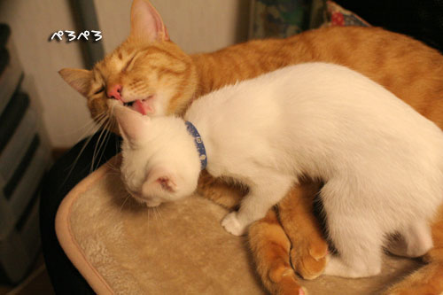 KYな子猫_d0355333_17021911.jpg