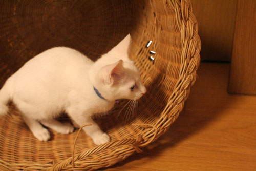 KYな子猫_d0355333_17021935.jpg