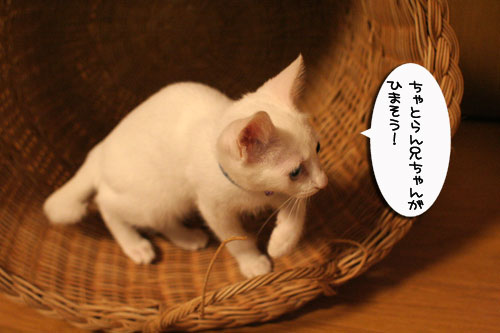 KYな子猫_d0355333_17021956.jpg