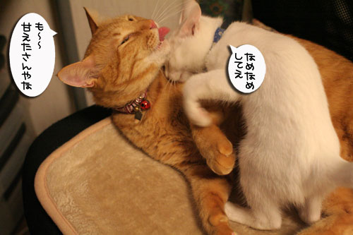KYな子猫_d0355333_17021988.jpg