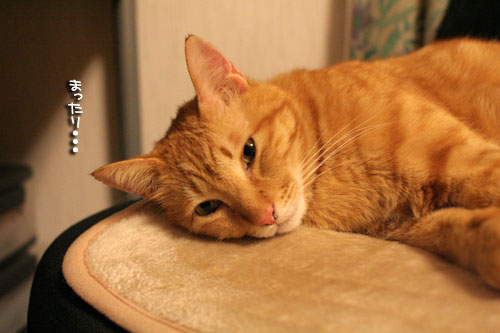 KYな子猫_d0355333_17021994.jpg