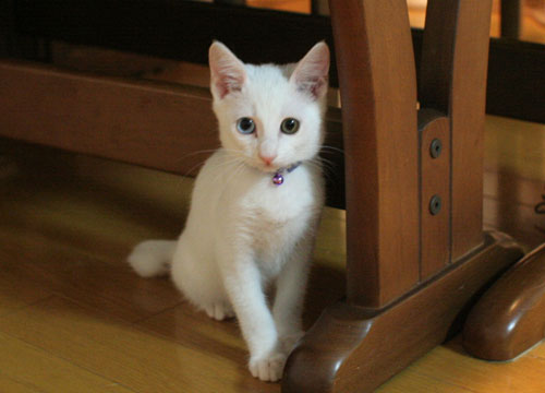 幸せの子猫_d0355333_17022099.jpg