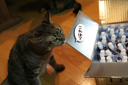 美白の水、飲んでみる?_d0355333_17022630.jpg