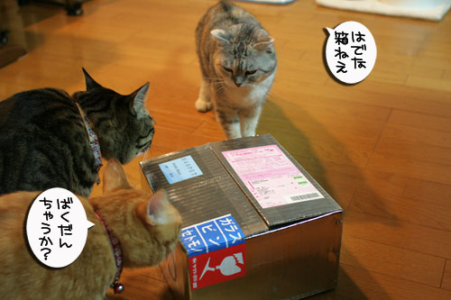 美白の水、飲んでみる?_d0355333_17022674.jpg