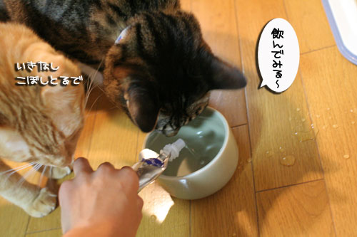美白の水、飲んでみる?_d0355333_17022846.jpg