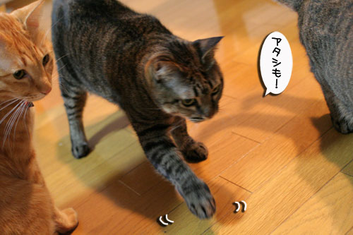 美白の水、飲んでみる?_d0355333_17022882.jpg