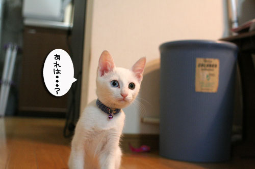好奇心は留まることを知らず_d0355333_17023250.jpg