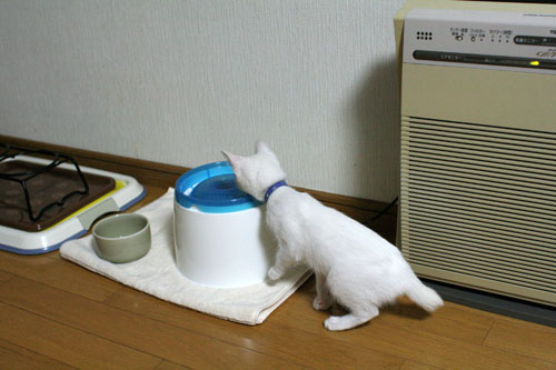 好奇心は留まることを知らず_d0355333_17023262.jpg