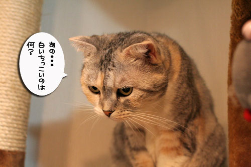 好奇心は留まることを知らず_d0355333_17023317.jpg