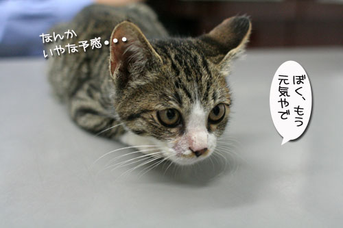 元気なフリ_d0355333_17025403.jpg