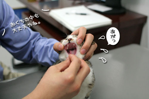 元気なフリ_d0355333_17025509.jpg