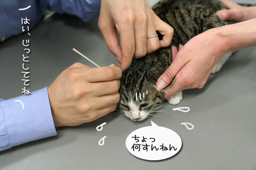 元気なフリ_d0355333_17025531.jpg