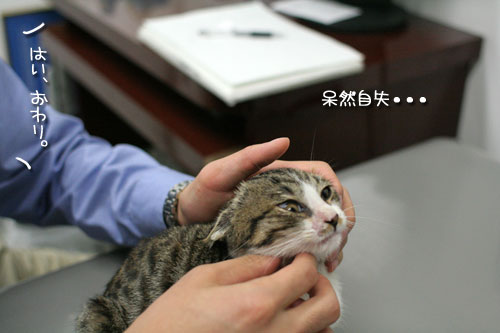 元気なフリ_d0355333_17025540.jpg