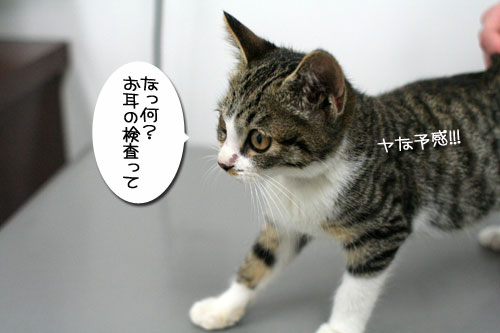 元気なフリ_d0355333_17025555.jpg