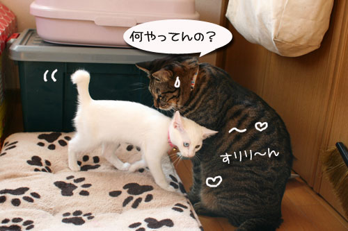 子猫の方が上手。_d0355333_17025718.jpg