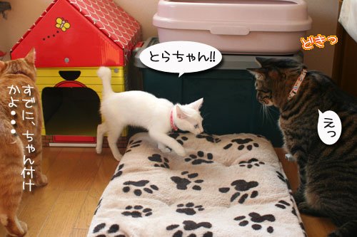 子猫の方が上手。_d0355333_17025766.jpg