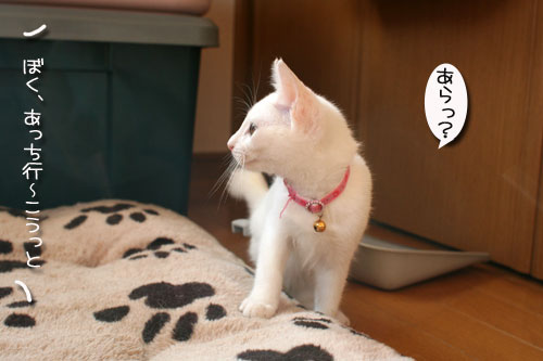 子猫の方が上手。_d0355333_17025767.jpg