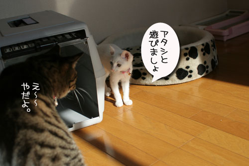 子猫の方が上手。_d0355333_17025790.jpg