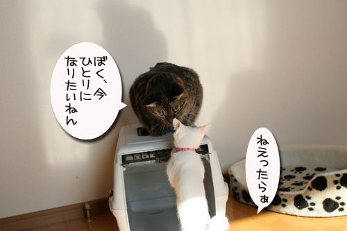子猫の方が上手。_d0355333_17025792.jpg
