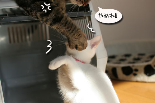 子猫の方が上手。_d0355333_17025819.jpg