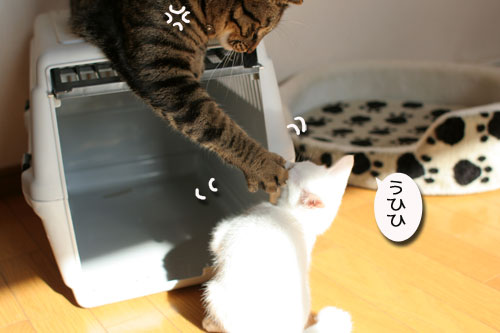 子猫の方が上手。_d0355333_17025836.jpg