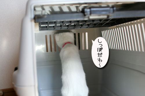 子猫の方が上手。_d0355333_17025840.jpg